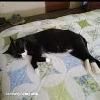 Thumbnail photo of Tiger #4