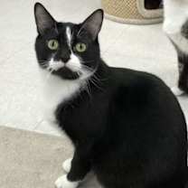 Thumbnail photo of Buzz #1