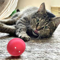 Thumbnail photo of Reese #2