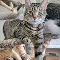 Thumbnail photo of Stevie #2