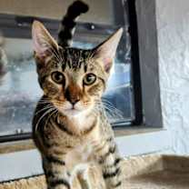 Thumbnail photo of Silas #4