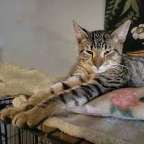 Thumbnail photo of Silas #2