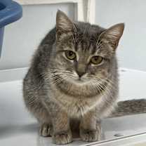 Thumbnail photo of Petunia #1