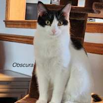 Thumbnail photo of Obscura #1