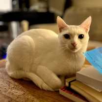 Thumbnail photo of Zsa Zsa #4