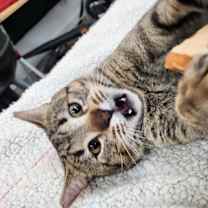 Thumbnail photo of Tommy #2