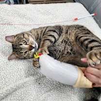 Thumbnail photo of Tommy #3