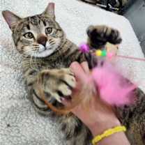 Thumbnail photo of Tommy #1