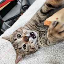 Thumbnail photo of Tommy #2