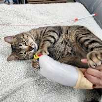 Thumbnail photo of Tommy #3