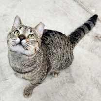 Thumbnail photo of Tommy #4