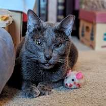 Thumbnail photo of Blue (Courtesy Post) #2