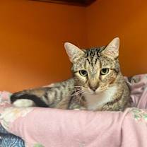 Thumbnail photo of Mittens #1