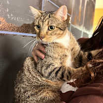 Thumbnail photo of Mittens #2