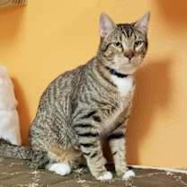 Thumbnail photo of Mittens #3