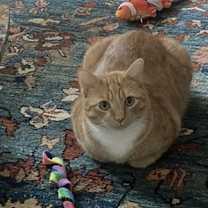 Thumbnail photo of Herbie #1