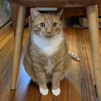 Thumbnail photo of Herbie #2