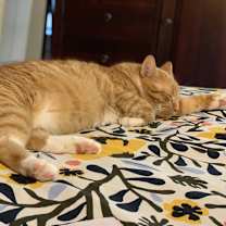 Thumbnail photo of Herbie #3