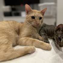 Thumbnail photo of Winnie (Winston) #4