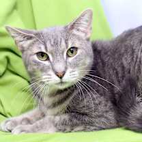 Thumbnail photo of Chip #2