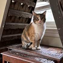 Thumbnail photo of Mable #1