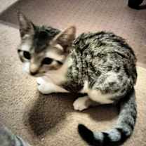Thumbnail photo of Oreo #1
