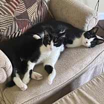 Thumbnail photo of Smudge and Arlo #1