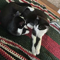 Thumbnail photo of Smudge and Arlo #2