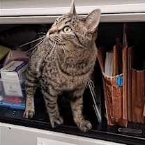 Thumbnail photo of Dory #2