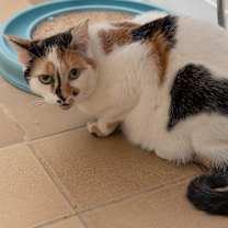 Thumbnail photo of Laverne #2