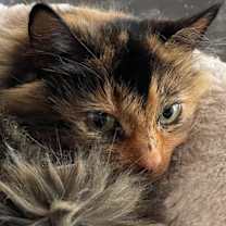 Thumbnail photo of Jasmine #1