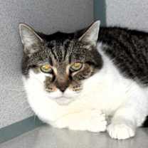 Thumbnail photo of Flossy #2