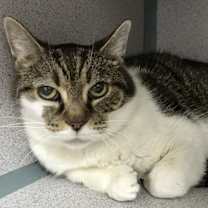 Thumbnail photo of Flossy #3