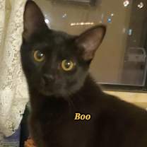 Thumbnail photo of Boo! #1