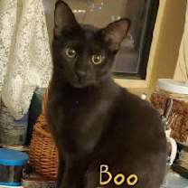 Thumbnail photo of Boo! #3