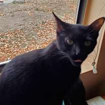 Thumbnail photo of Boo! #4