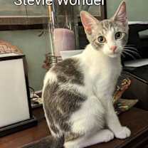 Thumbnail photo of Stevie Wonder #2