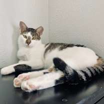 Thumbnail photo of Athena  cp  call 832 630 4177 #1