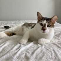 Thumbnail photo of Athena  cp  call 832 630 4177 #2