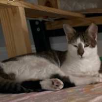 Thumbnail photo of Athena  cp  call 832 630 4177 #4