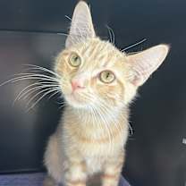 Thumbnail photo of Timon #2