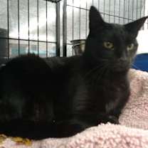 Thumbnail photo of Milo #2