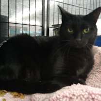 Thumbnail photo of Milo #3
