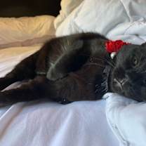 Thumbnail photo of Sissi #1