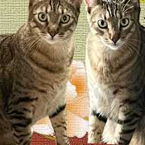 Thumbnail photo of KINGSTON & BYRON #4