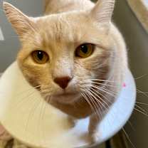 Thumbnail photo of Simon #1