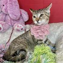 Thumbnail photo of Mia Sweet #1