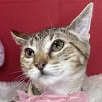 Thumbnail photo of Mia Sweet #2