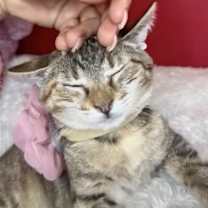 Thumbnail photo of Mia Sweet #3