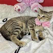 Thumbnail photo of GIGI #1